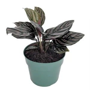 Pin Stripe Prayer Plant Calathea Ornata Easy Houseplant 4-inch Pot Live Plant