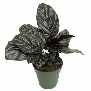 Pin Stripe Prayer Plant Calathea Ornata Easy Houseplant 4-inch Pot Live Plant