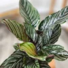 Pin Stripe Prayer Plant - Calathea ornata - Easy House Plant - 2 inch Pot