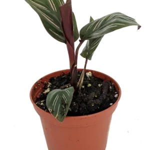 Pin Stripe Prayer Plant - Calathea ornata - Easy House Plant - 2 inch Pot