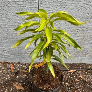 Pina Colada Mango Tree - Grafted Tropical Fruit Tree - 3 Gallon Pot - 1-3 Feet Tall