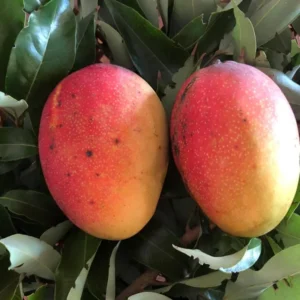 Pina Colada Mango Tree - Grafted Tropical Fruit Tree - 3 Gallon Pot - 1-3 Feet Tall