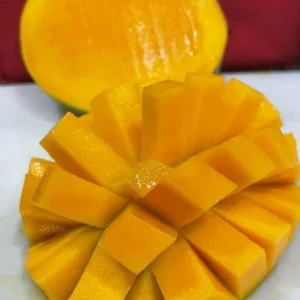 Pina Colada Mango Tree - Grafted Tropical Fruit Tree - 3 Gallon Pot - 1-3 Feet Tall