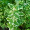 Pineapple Mint Plant - 2 Live Herb Plants - 3-5 Inch Bareroot - Variegated