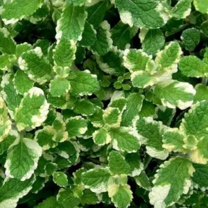 Pineapple Mint Plant - 2 Live Herb Plants - 3-5 Inch Bareroot - Variegated