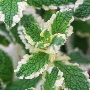 Pineapple Mint Plant - 2 Live Herb Plants - 3-5 Inch Bareroot - Variegated