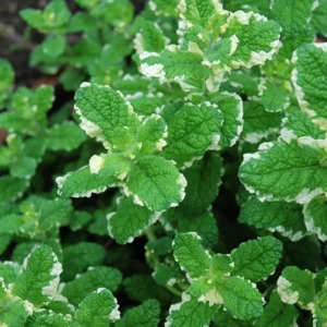 Pineapple Mint Plant - 2 Live Herb Plants - 3-5 Inch Bareroot - Variegated