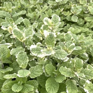 Pineapple Mint Plant - 2 Live Herb Plants - 3-5 Inch Bareroot - Variegated