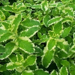 Pineapple Mint Plant - 2 Live Herb Plants - 3-5 Inch Bareroot - Variegated
