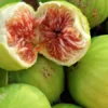 Pingo De Mel Edible Fig Plant - Ficus Carica - 2.5" Pot - Sweet Honey Fig