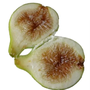 Pingo De Mel Edible Fig Plant - Ficus Carica - 2.5" Pot - Sweet Honey Fig