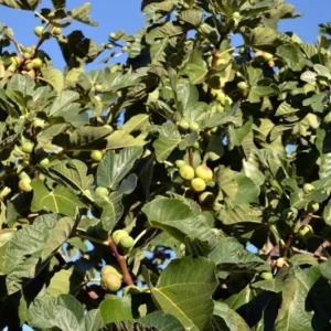 Pingo De Mel Edible Fig Plant - Ficus Carica - 2.5
