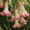 Pink Angel Trumpet Plant Datura Brugmansia - Live Flower Potted Bonsai
