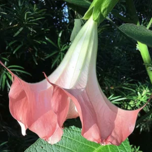Pink Angel Trumpet Plant Datura Brugmansia - Live Flower Potted Bonsai