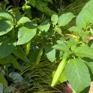 Pink Angel Trumpet Plant Datura Brugmansia - Live Flower Potted Bonsai