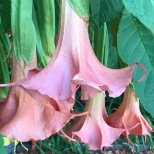 Pink Angel Trumpet Plant Datura Brugmansia - Live Flower Potted Bonsai