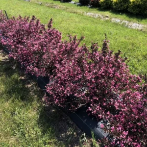 Pink Bloom Weigela Shrub - 4 Inch Pot - Perennial Plant