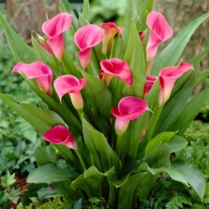 Pink Calla Lily Live Plant - In Blooming - 15 to 20 Inch Height - 1 Gallon Pot - Garden and Houseplant
