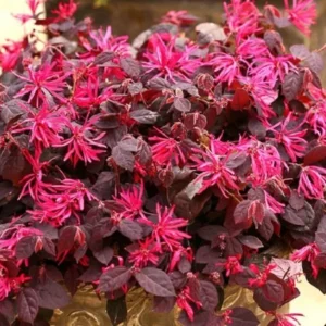 Pink Chinese Fringe Flower 4" Pot - Loropetalum Plant