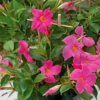 Pink Dipladenia Madinia Live Plant - Vines for Garden or Hanging Basket