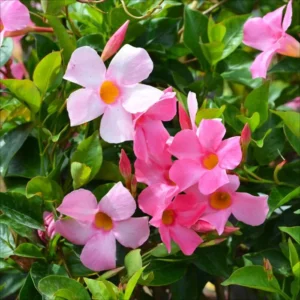 Pink Dipladenia Madinia Live Plant - Vines for Garden or Hanging Basket