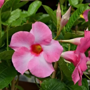 Pink Dipladenia Madinia Live Plant - Vines for Garden or Hanging Basket