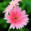 Pink Gerbera Daisy Plants - 2 Pack Live Daisy Plants 4-7 Inches Tall No Pot