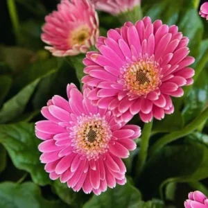 Pink Gerbera Daisy Plants - 2 Pack Live Daisy Plants 4-7 Inches Tall No Pot