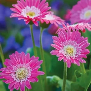 Pink Gerbera Daisy Plants - 2 Pack Live Daisy Plants 4-7 Inches Tall No Pot
