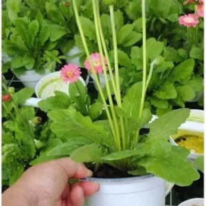 Pink Gerbera Daisy Plants - 2 Pack Live Daisy Plants 4-7 Inches Tall No Pot