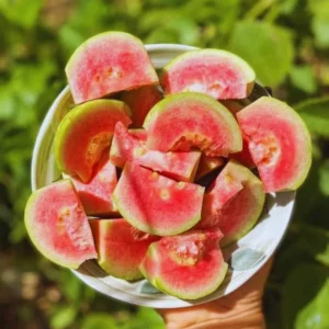 Pink Guava Trees Live Plants - Set of 2 - Grow Your Own Guava