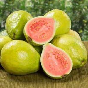 Pink Guava Trees Live Plants - Set of 2 - Grow Your Own Guava