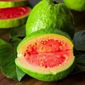 Pink Guava Trees Live Plants - Set of 2 - Grow Your Own Guava