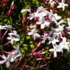 Pink Jasminum Polyanthum Live Plant - Fragrant Vine - 1 Gallon Pot - White Flowers