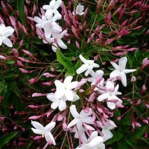 Pink Jasminum Polyanthum Live Plant - Fragrant Vine - 1 Gallon Pot - White Flowers