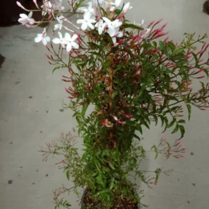 Pink Jasminum Polyanthum Live Plant - Fragrant Vine - 1 Gallon Pot - White Flowers