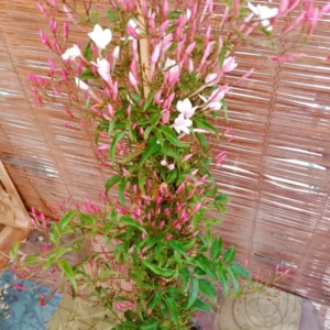 Pink Jasminum Polyanthum Live Plant - Fragrant Vine - 1 Gallon Pot - White Flowers