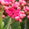 Pink Kalanchoe Blossfeldiana Live Plant Blooming Houseplant