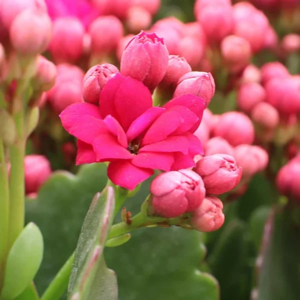 Pink Kalanchoe Blossfeldiana Live Plant Blooming Houseplant