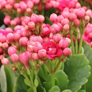 Pink Kalanchoe Blossfeldiana Live Plant Blooming Houseplant