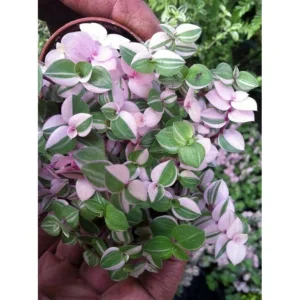 Pink Lady Bolivian Jewel Turtle Vine - Callisia repens - 2.5 Inch Pot - Colorful Foliage
