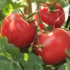Pink Lady Tomato Plant - 4 Inch Pot - Juicy Mild Tomato