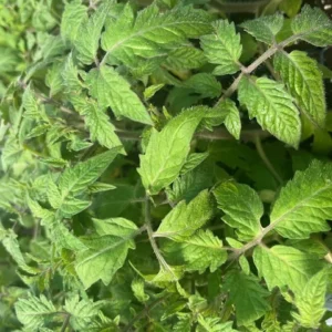Pink Lady Tomato Plant - 4 Inch Pot - Juicy Mild Tomato