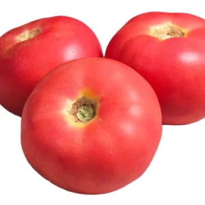 Pink Lady Tomato Plant - 4 Inch Pot - Juicy Mild Tomato