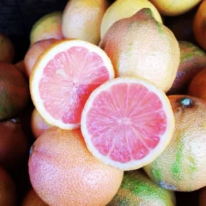 Pink Lemon Tree Live Plant - 2-3 Ft Grafted Variegated Lemon