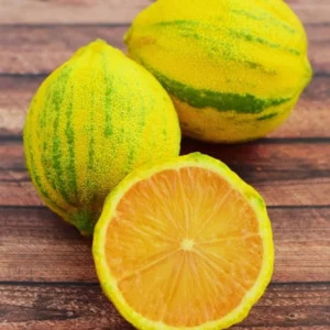 Pink Lemon Tree Live Plant - 2-3 Ft Grafted Variegated Lemon