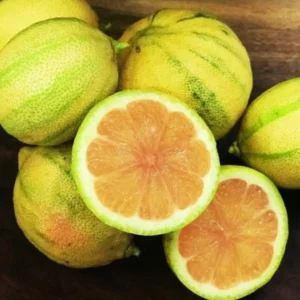 Pink Lemon Tree Live Plant - 2-3 Ft Grafted Variegated Lemon