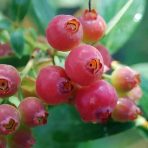 Pink Lemonade Blueberry Bush - Hot Pink Fruit Plant - 2.5" Pot - Unique Berries