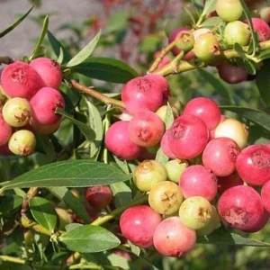 Pink Lemonade Blueberry Bush - Hot Pink Fruit Plant - 2.5