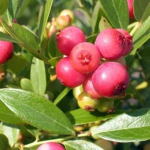 Pink Lemonade Blueberry Bush - Hot Pink Fruit Plant - 2.5